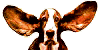 Cow with ear
