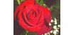 Beautiful rose 02